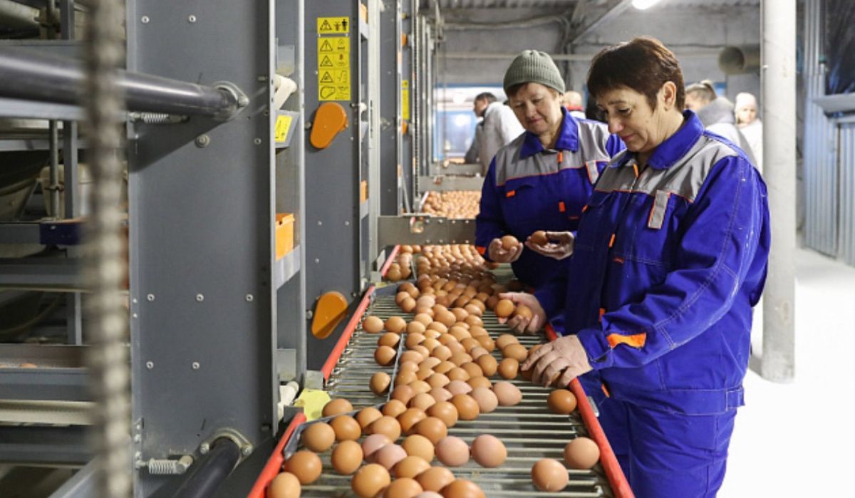 Волгоградская область увеличила производство яиц