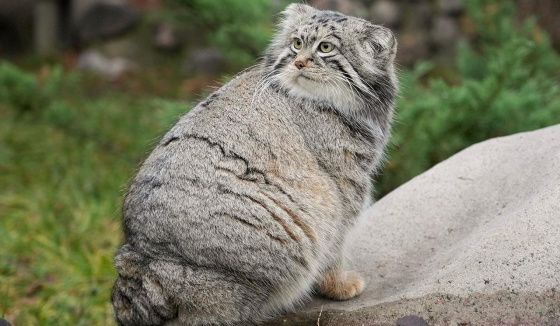 Манул Тимофей завершил зажировку к зиме