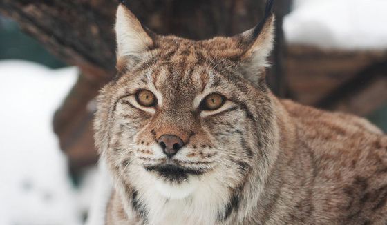 Московский зоопарк подготовил викторину о рысях для зрителей онлайн-трансляций
