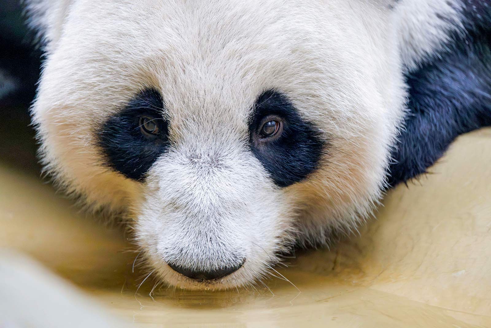 Сергей Собянин рассказал, когда панда Катюша будет праздновать новоселье