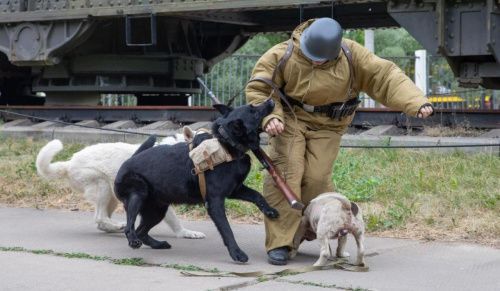 Музей Победы приглашает на военно-исторические реконструкции