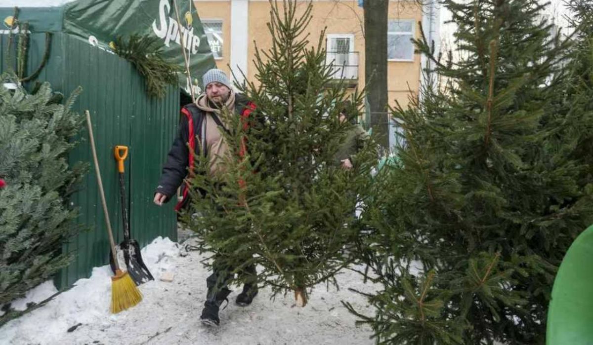 В Петербурге открываются официальные елочные базары