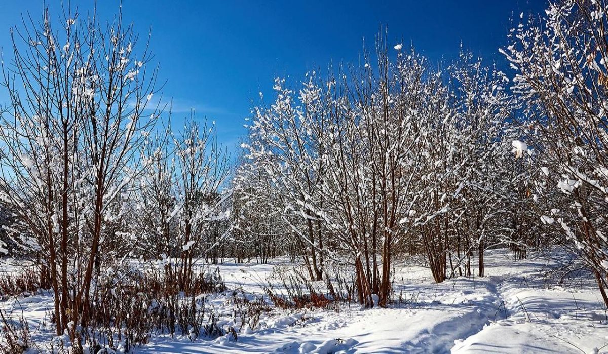Москвичей ожидают морозы до минус 25 градусов в ближайшие дни