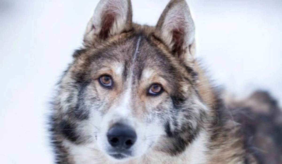 «Активные граждане» выбрали амбассадора весны сервиса «Моспитомец»