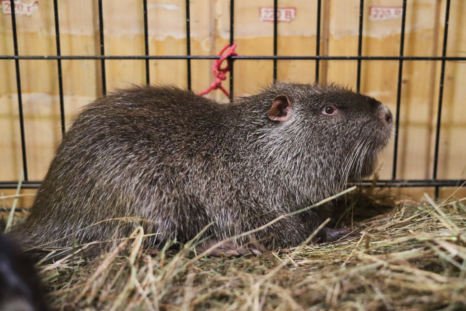 Новые животные появились на "Городской ферме" ВДНХ