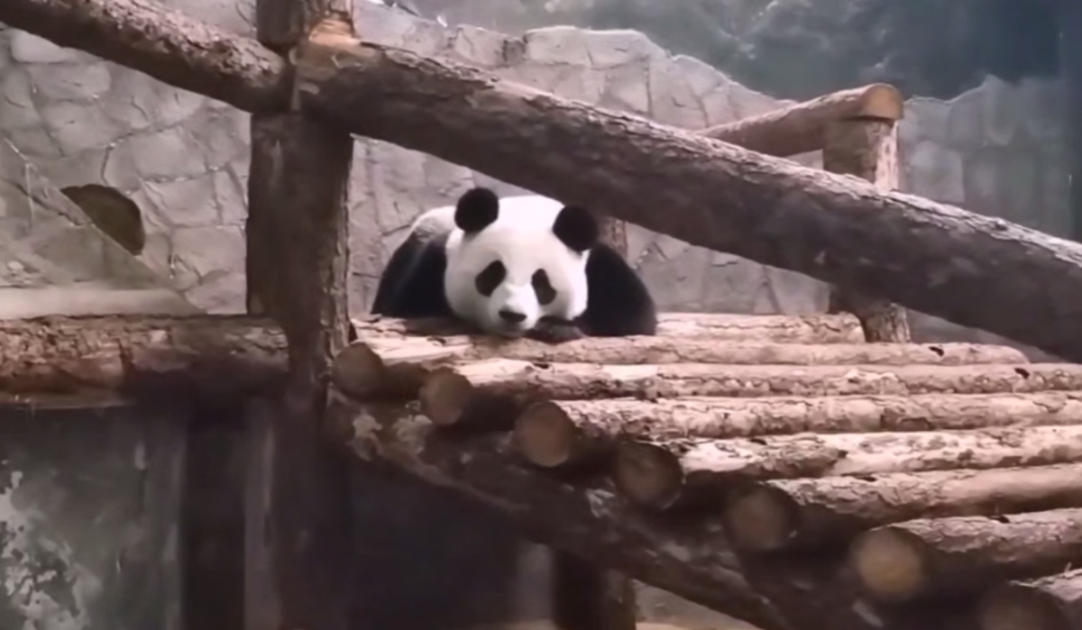 Для панды Катюши из Московского зоопарка построят уникальный вольер