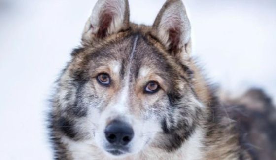 «Активные граждане» выбрали амбассадора весны сервиса «Моспитомец»