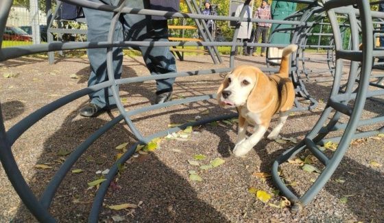 Бот с зонами для выгула собак появился в Петербурге