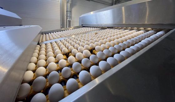 Росптицесоюз: цены на яйца в РФ остаются одними из самых доступных в мире