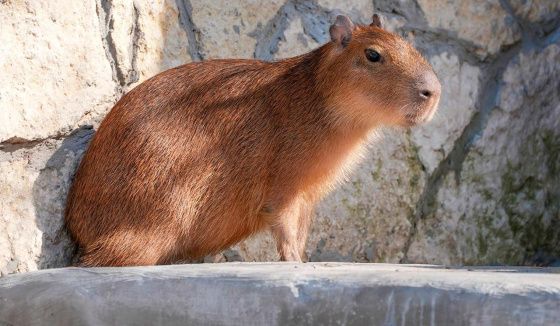 Весенние прогулки в Московском зоопарке: какие животные вышли в уличные вольеры