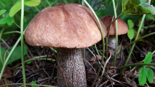 Власти Подмосковья рассказали об опасности местных грибов