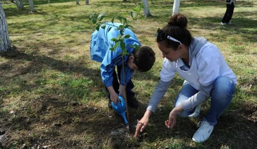 В Волгограде высадят кусты сирени в память о подвиге учителей