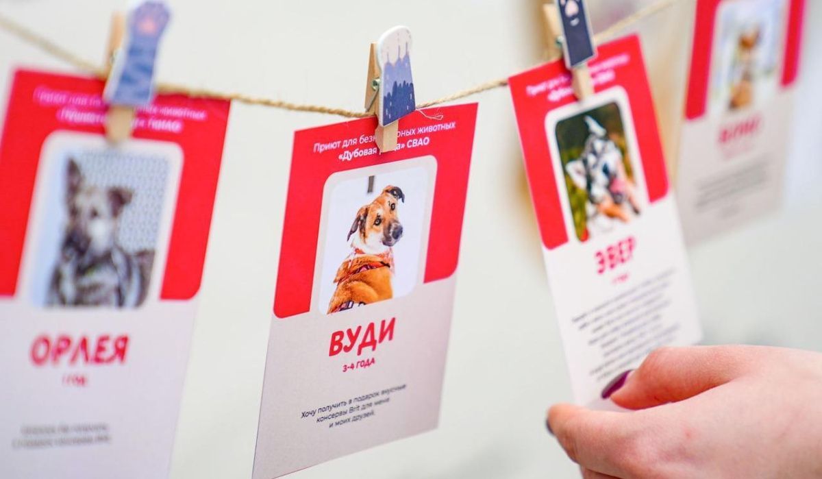 Организаторы объявили новую дату проведения фестиваля «Моспитомец»