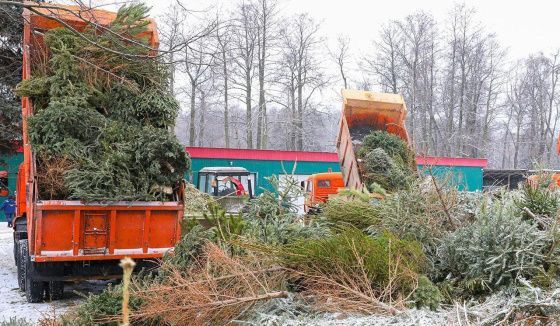 "Елочный круговорот": в Москве продолжается акция по утилизации новогодних деревьев