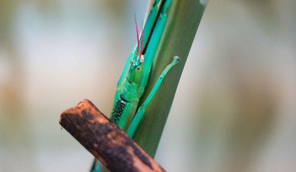 Московский зоопарк впервые представил мятных палочников