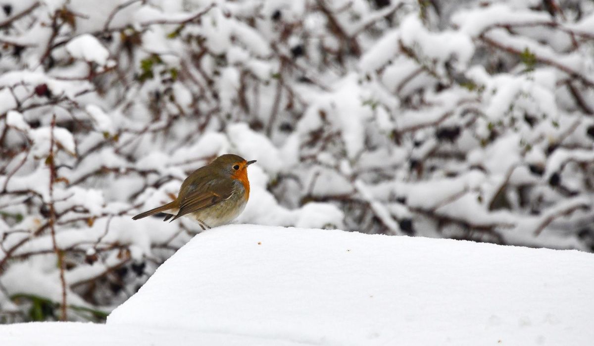 Погода в столице: облачность и мороз в ближайшие дни