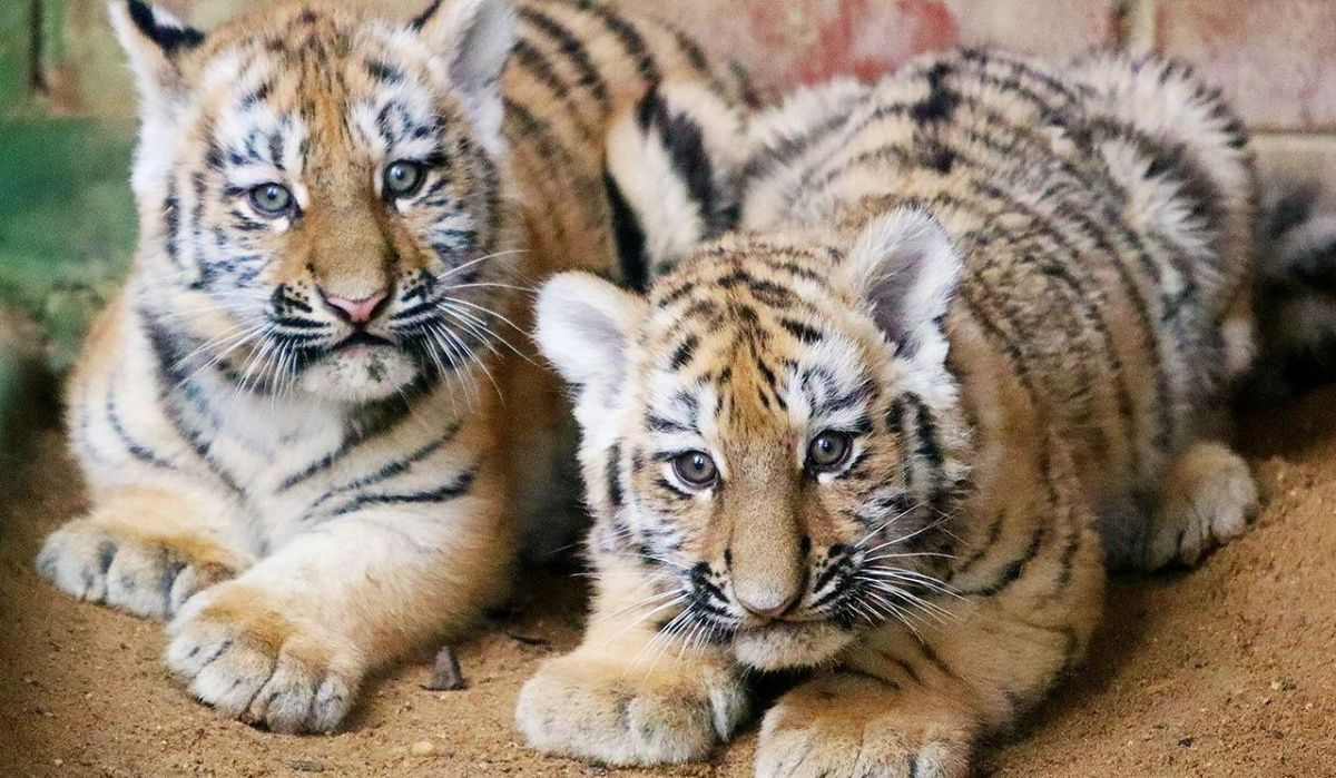 «Активные граждане» помогут выбрать имена для тигрят Московского зоопарка
