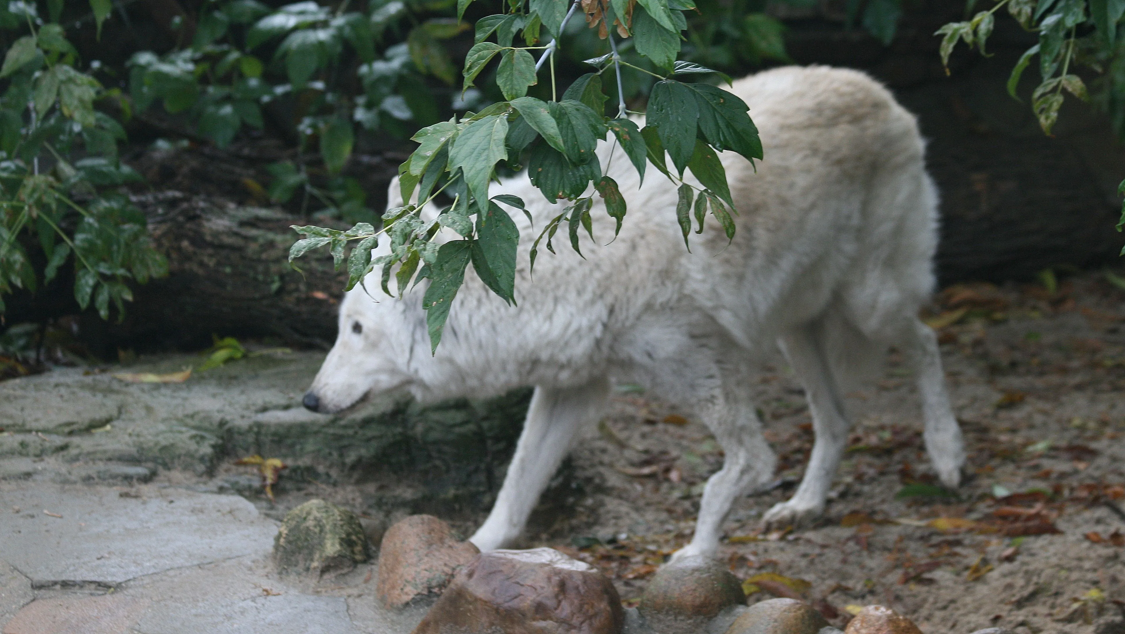 У полярного волка Московского зоопарка появился новый опекун