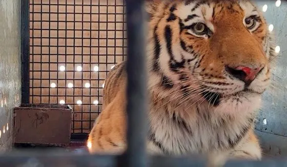 Травмированного тигра привезли в Московский зоопарк