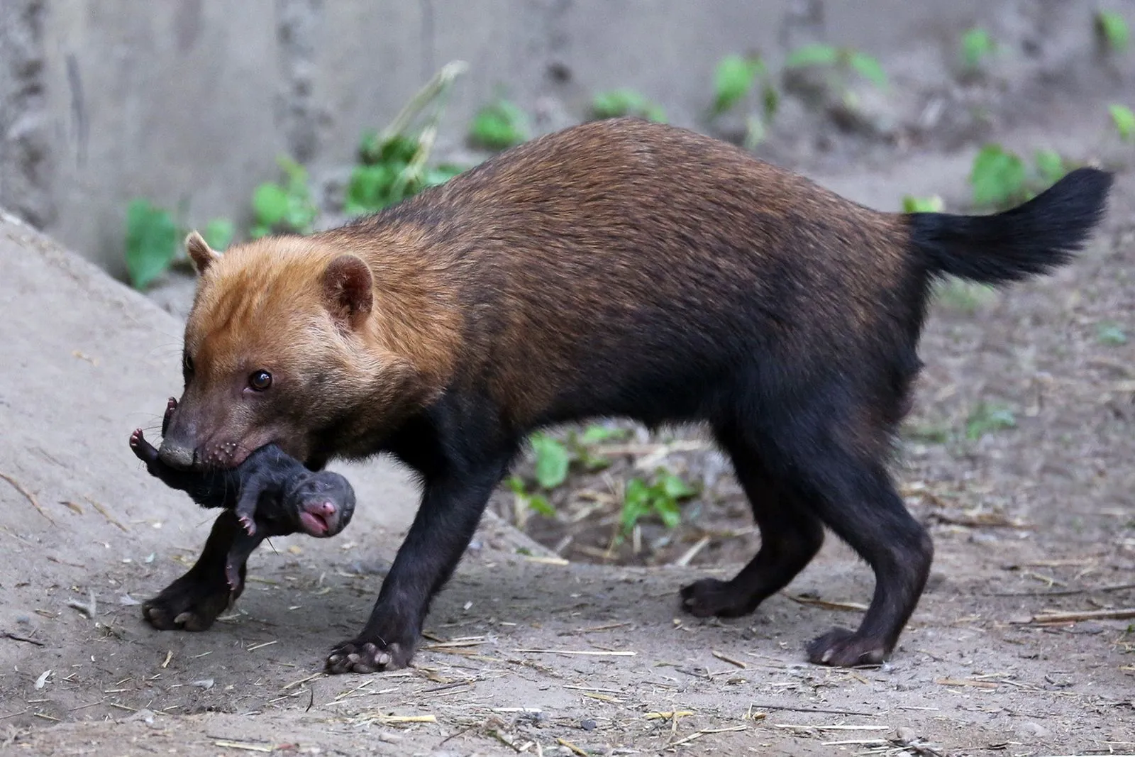 В Московском зоопарке родились щенки кустарниковой собаки