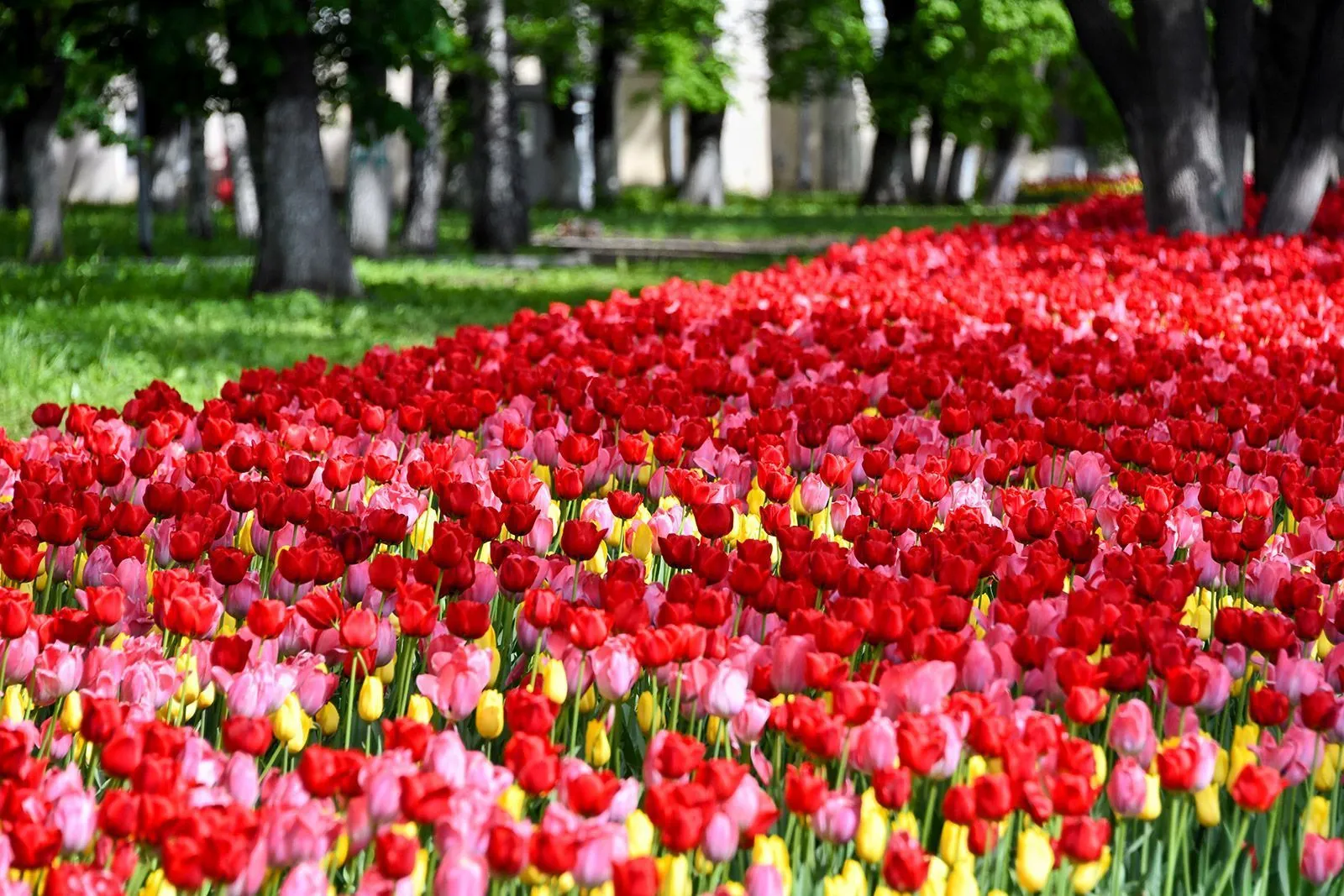 Около 15 миллионов тюльпанов высадят на московских клумбах