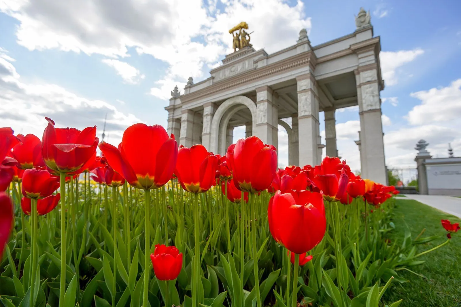 Около 15 миллионов тюльпанов высадят на московских клумбах