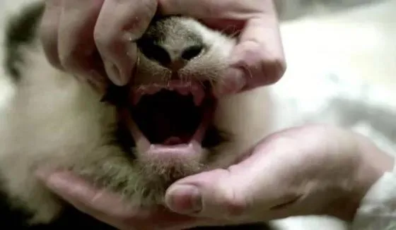 У маленькой панды из Московского зоопарка появились первые зубки
