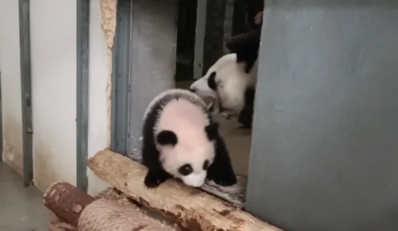"Подкараулила и ловко вытащила": Московский зоопарк показал "похищение" малышки-панды