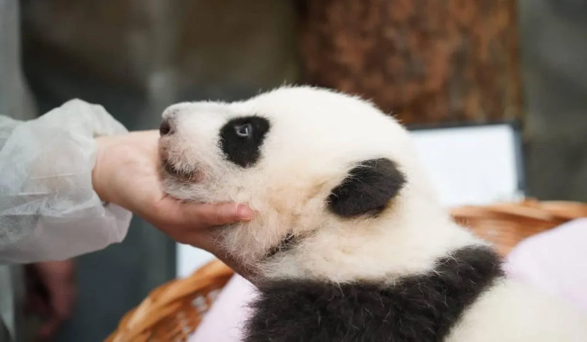 У детёныша панды из Московского зоопарка произошли очередные изменения