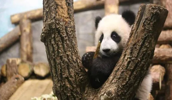 "Умная деваха растет": панда Катюша устроила побег из вольера
