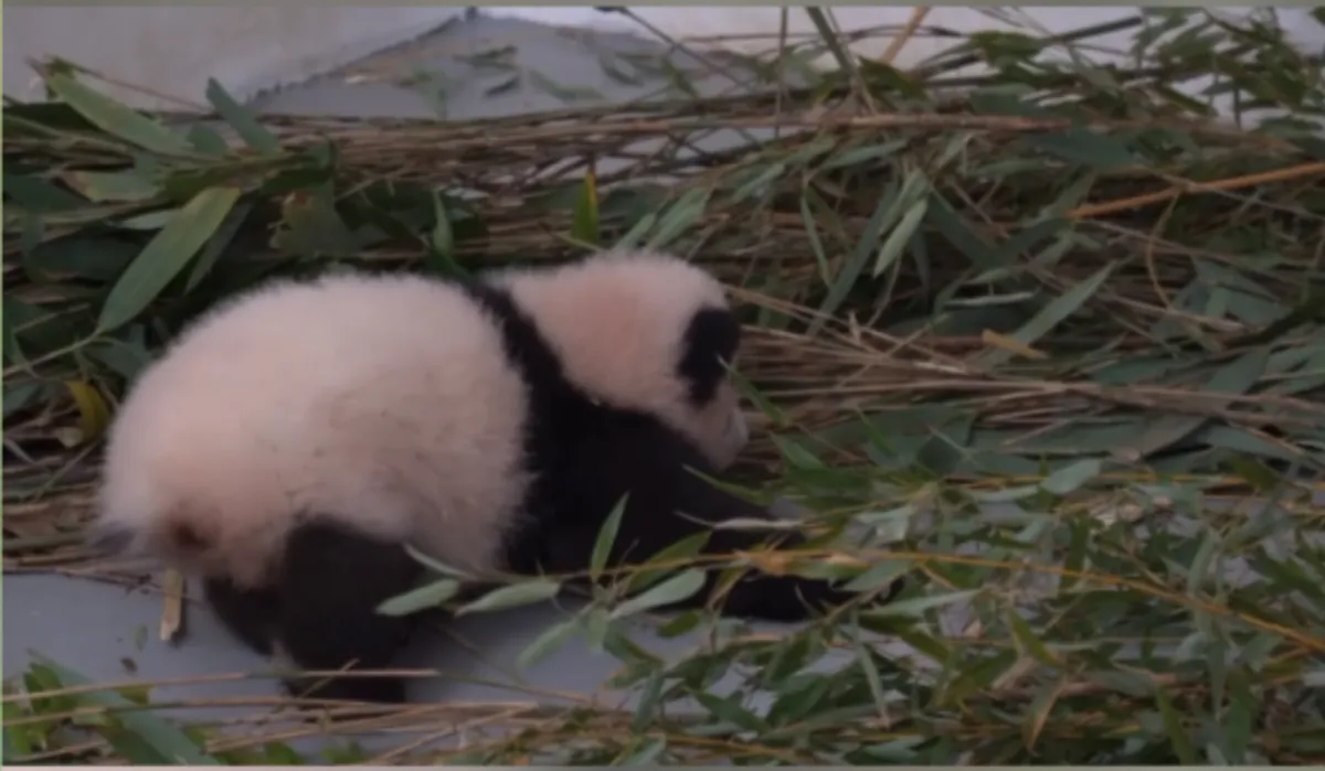 Очередного прогресса добилась малышка-панда из Московского зоопарка