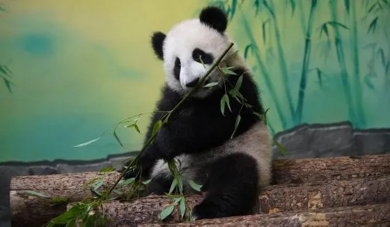 В Московском зоопарке показали очередное падение панды Катюши и призвали не переживать за это